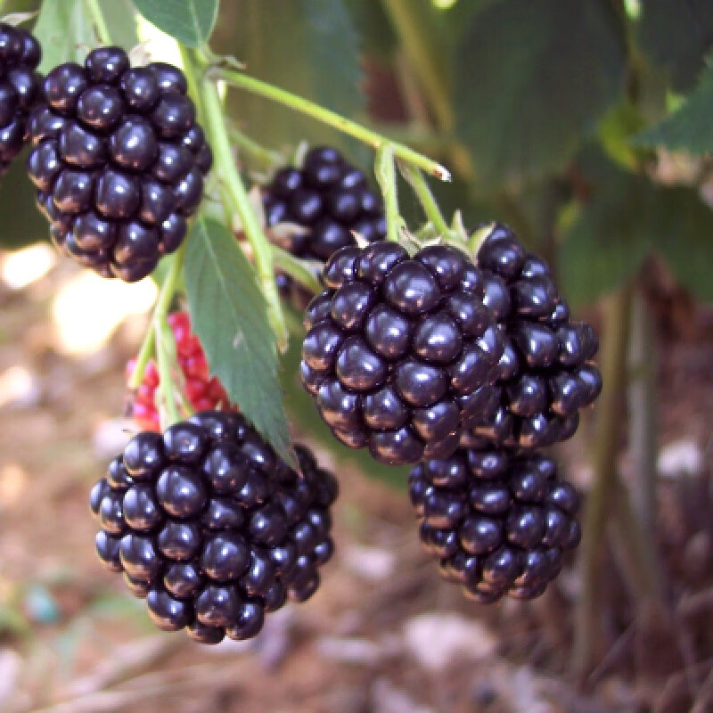 红黑树莓树苗南北方种植四季覆盆子苗盆栽地栽庭院果树苗当年结果 黑树莓(3年苗 当年结果) 60cm(含)-69cm(含)