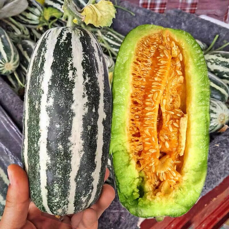 京诗悦博洋9号甜瓜水果当季甜瓜孕妇水果甜瓜9斤 5斤