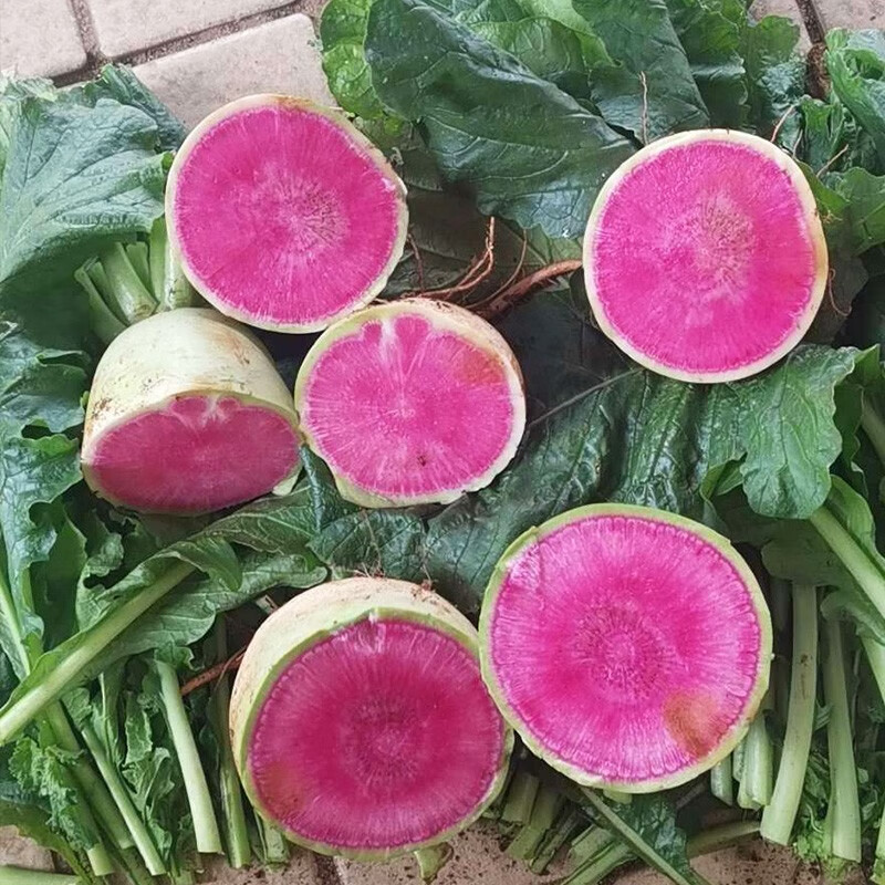 种菜记秋萝卜种子生吃水果萝卜种子沙窝萝卜潍县青萝卜籽萝卜5号种籽