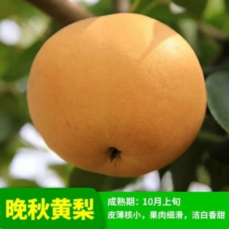 梨树苗南方北方种植梨树庭院农田盆栽地栽果树苗 当年结果 晚秋黄梨 6