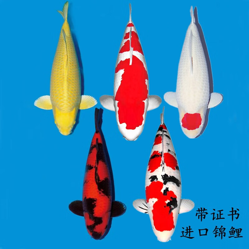 日本进口纯种大日阪井锦鲤桃太郎观赏鱼精品面迫锦鲤鱼冷水鱼锦鲤