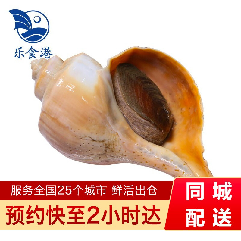 乐食港【活鲜】 鲜活美国响螺大响螺 海鲜螺类 450-550g/只  1只