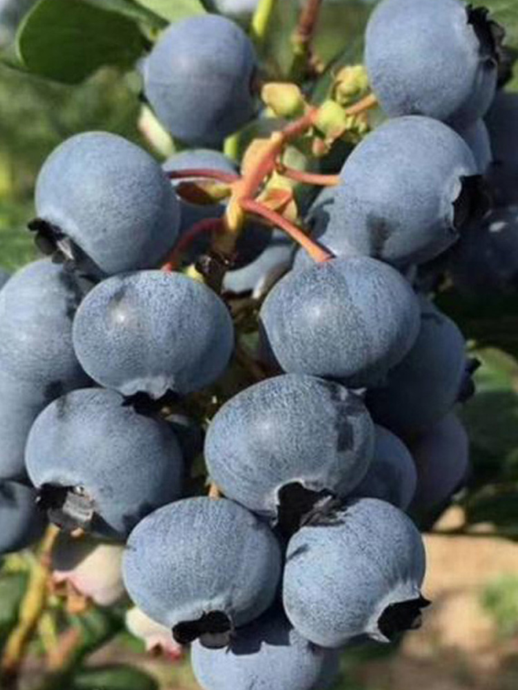 蓝莓苗盆栽地栽果树苗蓝梅树苗蓝莓苗四季南北方种植带原土北春 3年苗