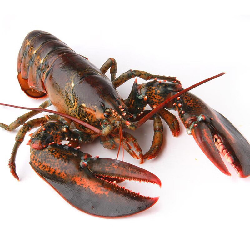味库进口波士顿龙虾