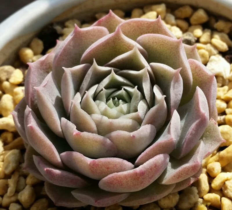 刘不丁海琳娜 多肉植物品质发货  多浆 绿植盆栽 肉肉植物 日系 海