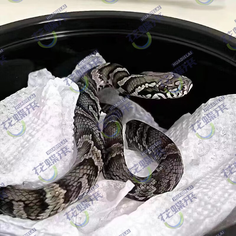 蛇活物爬宠幼体异宠猪鼻开食王蛇子幼崽真蛇蛇幼体 蛇饲养套餐 人工棕