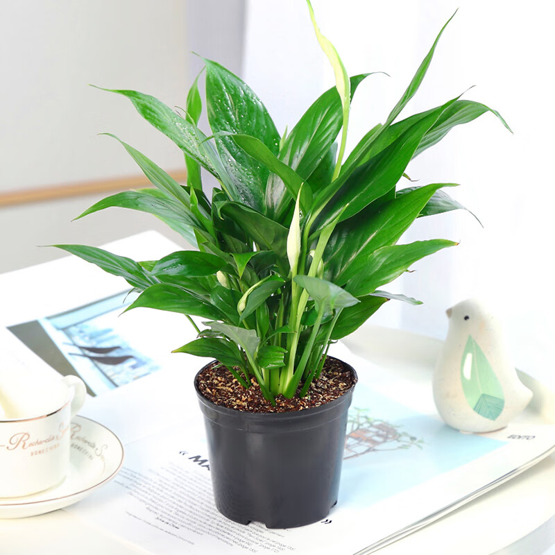 花语奇萌白掌盆栽一帆风顺水培植物室内好养花卉绿萝绿植水养红掌四季