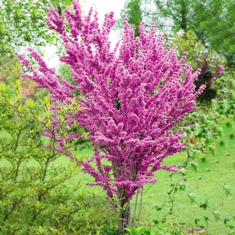 岸果园紫荆花树苗独干丛生室外花卉庭院别墅植物苗绿化苗南北方种植
