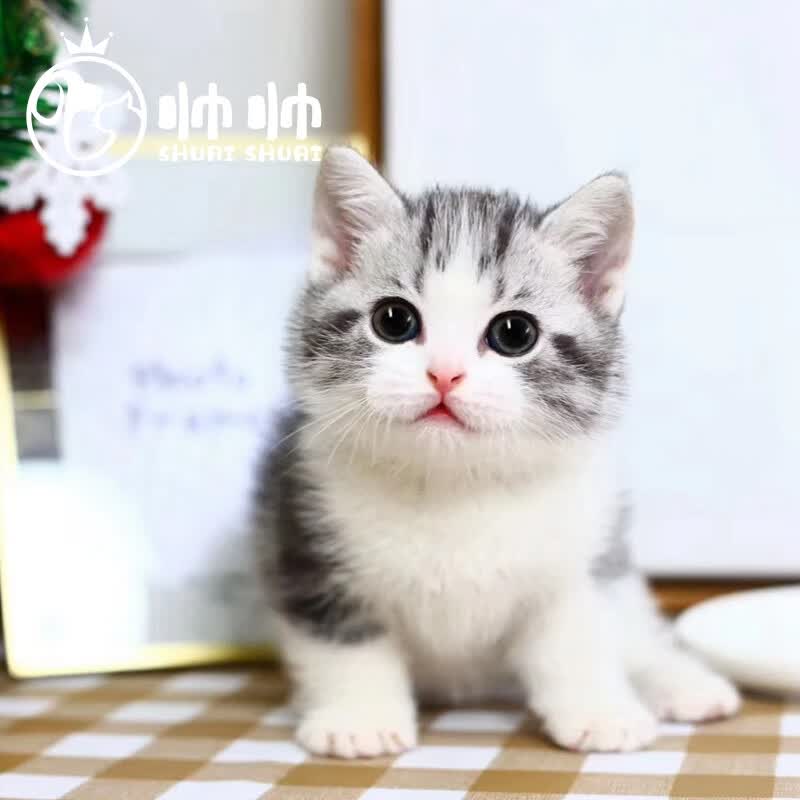 帅帅名宠矮脚虎斑起司宠物猫咪活体纯种小猫活物美短加白家养宠物幼猫