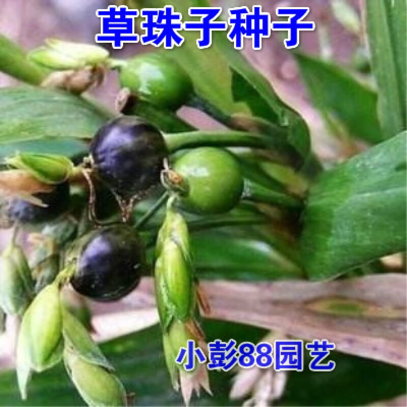 文静花坊  草珠子种子 薏苡草菩提薏珠子散珠手串手链门帘佛珠子 草