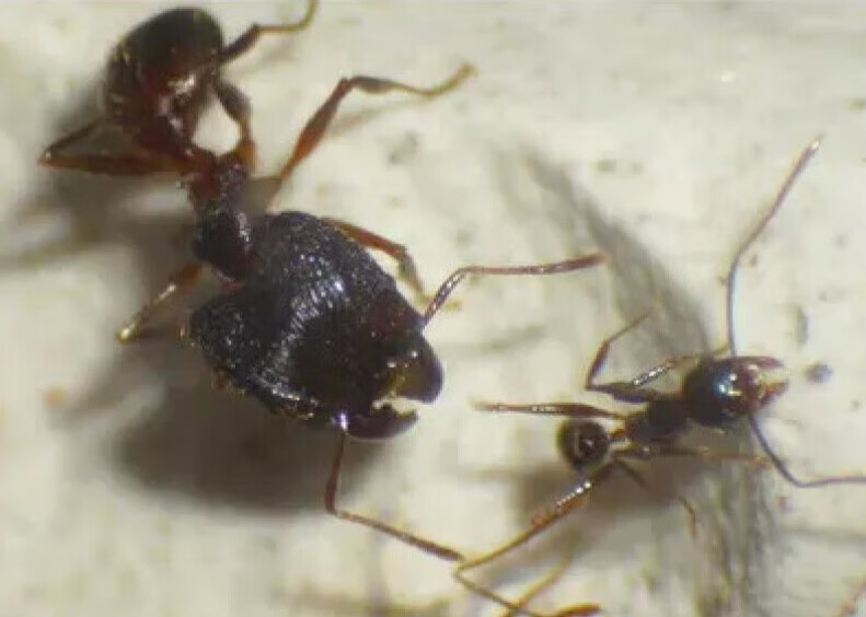 旺园兴蚁之情体蚁后宠物蚂蚁蚂蚁工坊宽节大头蚁 一后50工