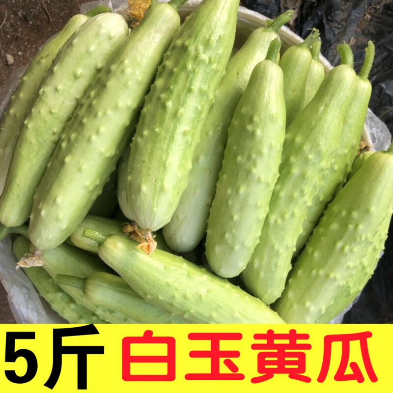 正宗山东海阳白玉黄瓜 新鲜蔬菜水果带刺小黄瓜  健康轻食即时生吃