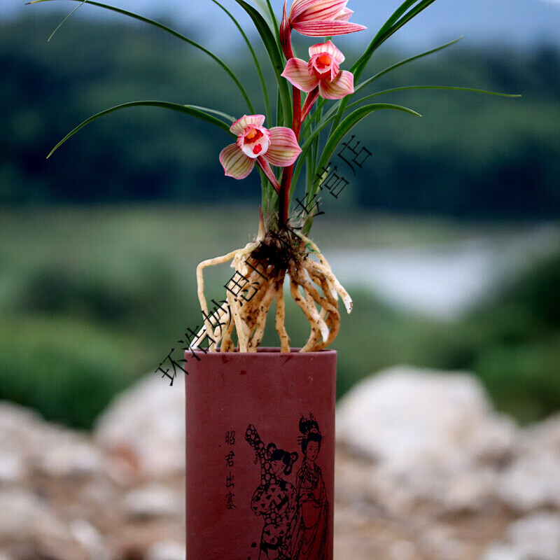 龙峰5苗以上带花苞 室内兰花苗 春兰红芯荷 阳台花卉兰花自然种植t9