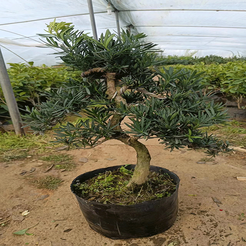 春花妙意罗汉松盆景造型罗汉松庭院客厅罗汉松盆栽植物小型罗汉松盆景