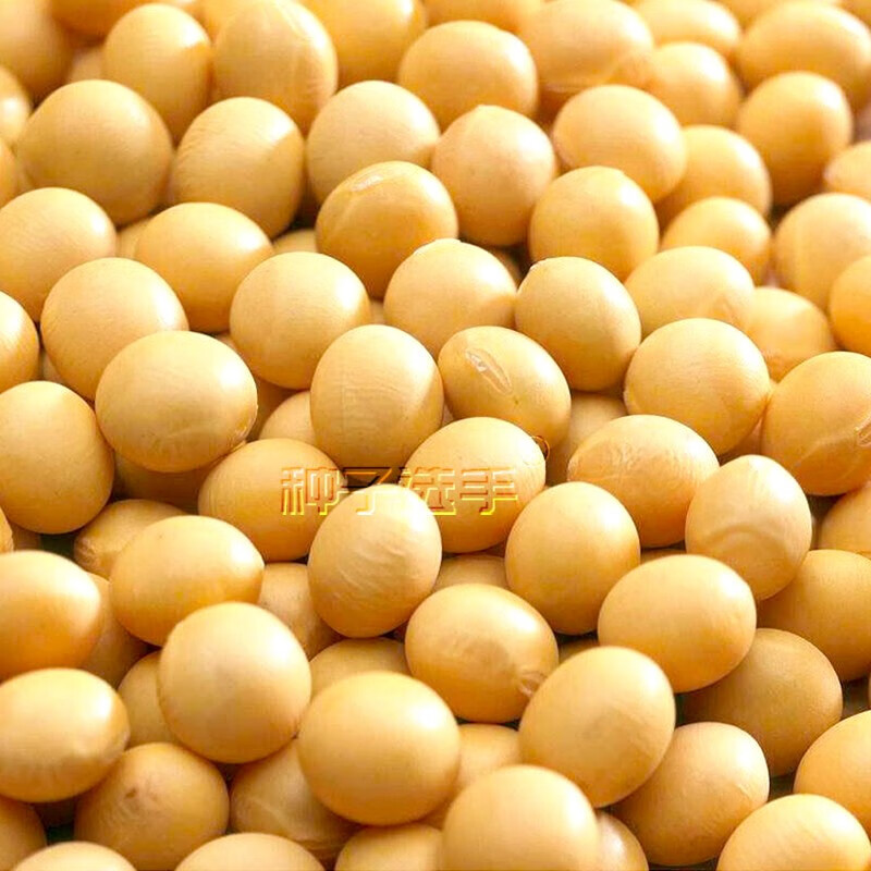 农之子(nongzhizi)中黄13大豆种子早熟春播夏季早黄豆种籽大全高/产新
