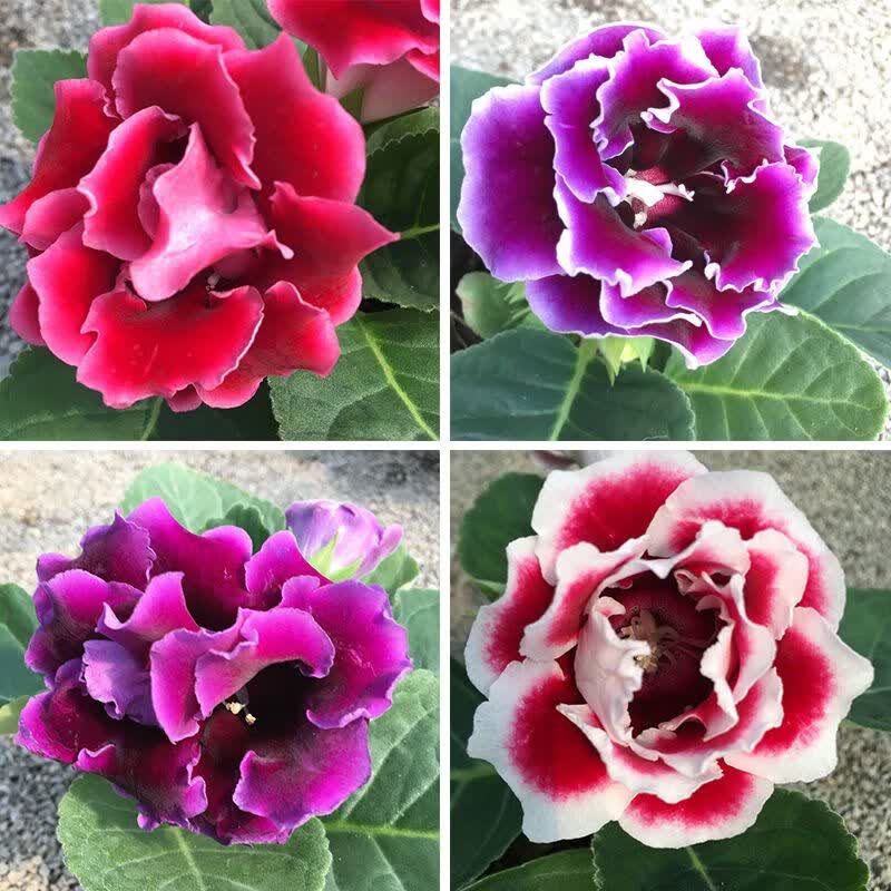 大岩桐带花苞芙蓉花重瓣大岩桐新品种四季花卉好养室内阳台盆栽 4种