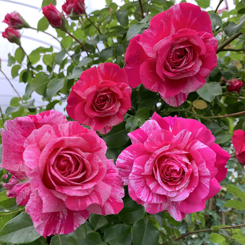 尔澜 爬藤月季花苗伊蕾莎斯特月季四季欧月藤本月季花树苗特大浓香