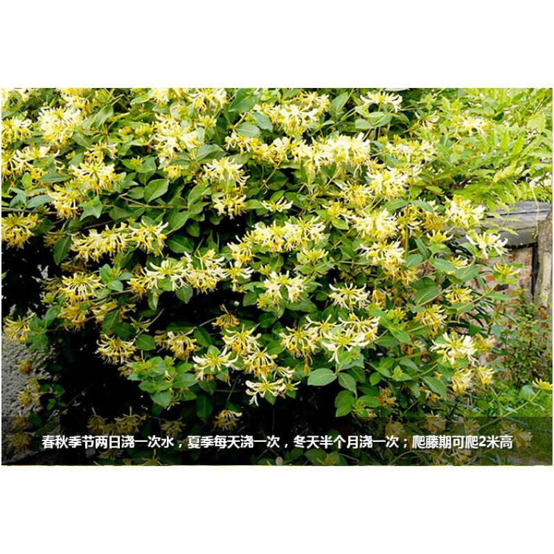 懒汉金银花五年苗【】 不含盆