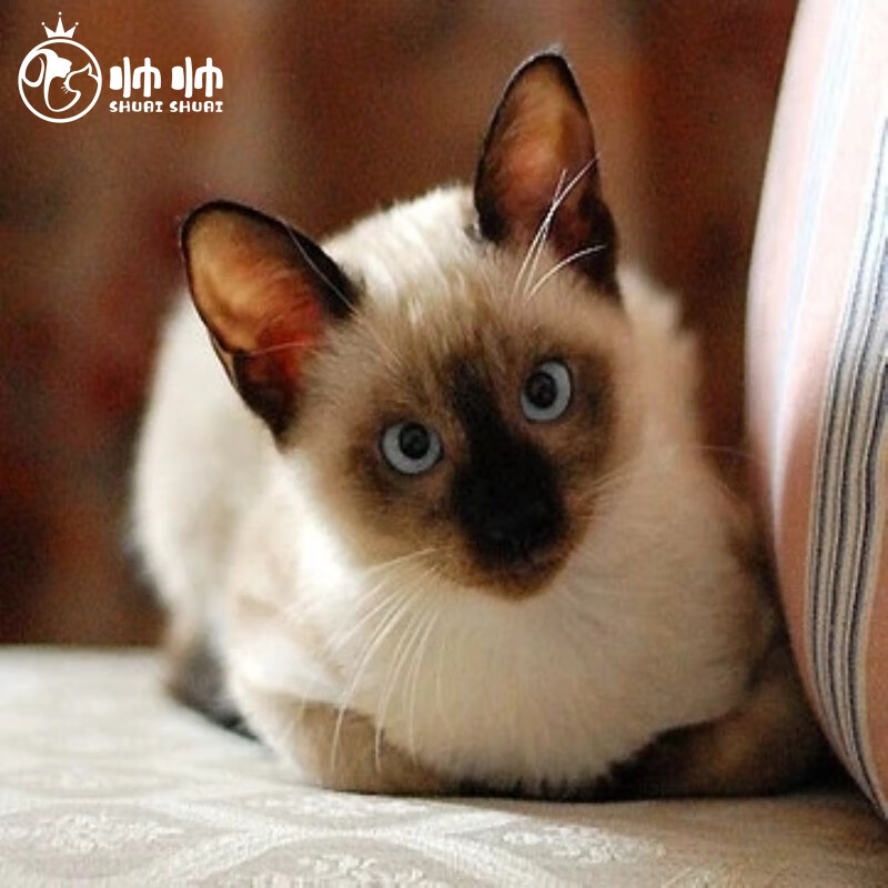 帅帅名宠北京猫舍 泰国暹罗猫活体幼猫幼崽  短毛打理蓝眼睛宠物猫咪