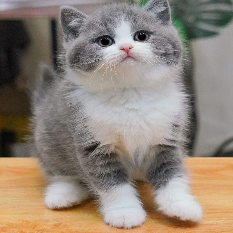 广宠广州宠物猫活体 蓝白 英短蓝白 蓝猫 猫咪活体 英国短毛猫 幼猫