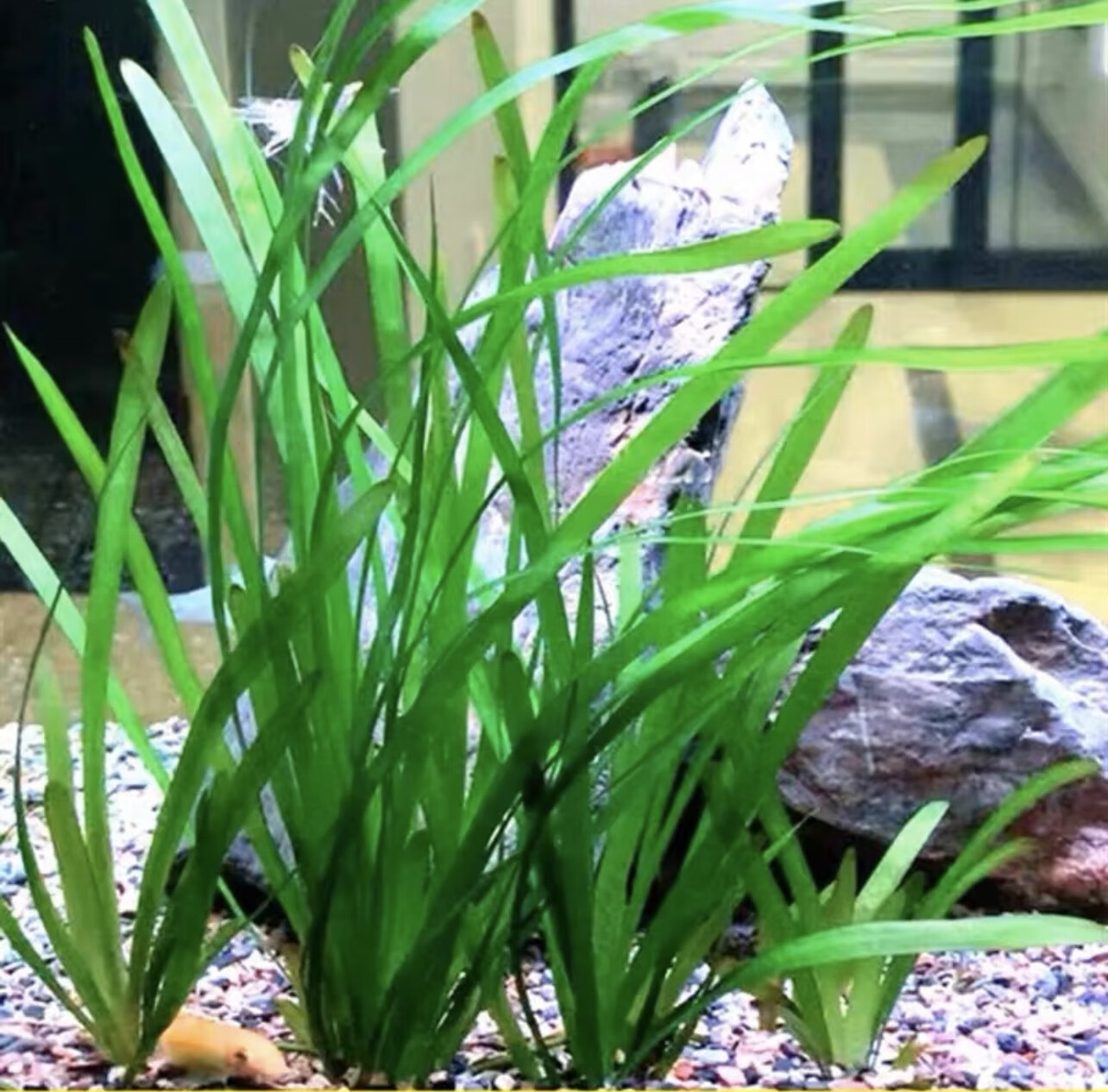 颂呵梵水兰水草大小水兰扭兰龙舌兰细叶原生缸阴性水草后景新手鱼缸