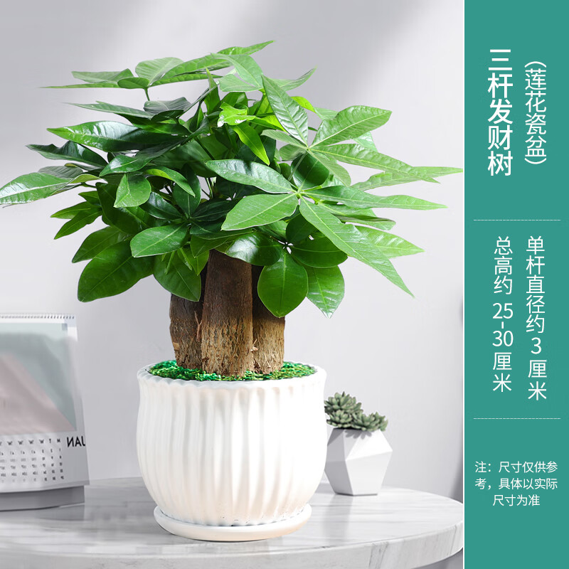 绿有意发财树盆栽植物室内花卉小绿植客厅好养活办公室摇钱树盆景大