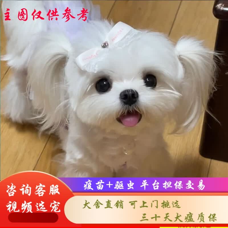 桓瑞宠物 纯种宠物狗狗活体马尔济斯犬幼犬幼崽小型犬 宠物级 宠物级a