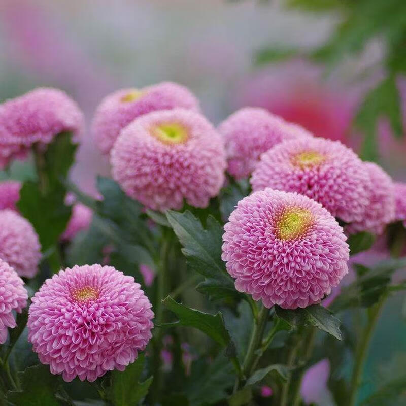 室内外阳台绿植花卉乒乓菊秋菊 2-粉色乒乓菊(菊花苗5颗/不带花苞) 不