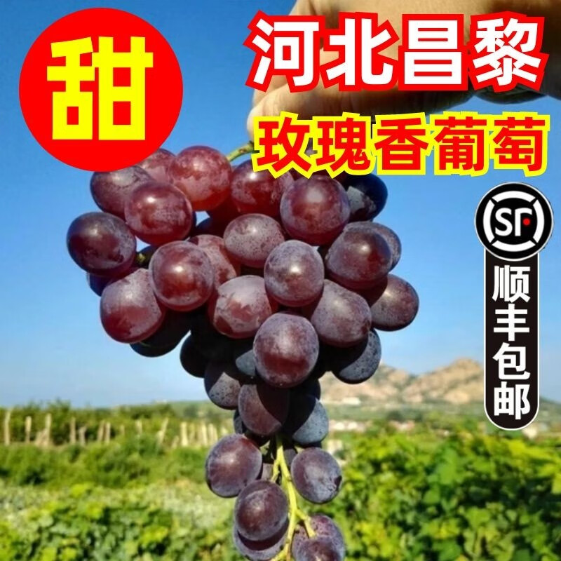 顺丰河北特产昌黎葡萄沟玫瑰香葡萄新鲜当季现摘产地发无籽葡萄 2斤装