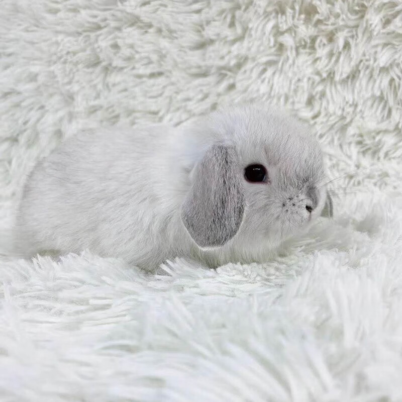 宠物兔进口双血统短毛侏儒兔折耳垂耳二代混血宠物兔宝宝宠物兔子活体