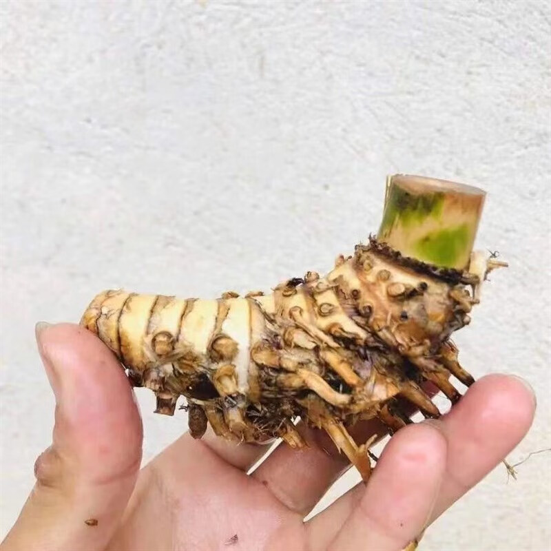 广陵散老桩勒竹盆景素材茶室内外绿植禅意竹根摆件宝塔熟桩易养净化