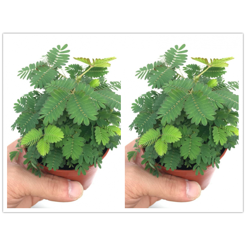外阳台趣味水培绿植物彩叶害羞草小学生花卉z2 含羞草(两盆育苗盆) 含