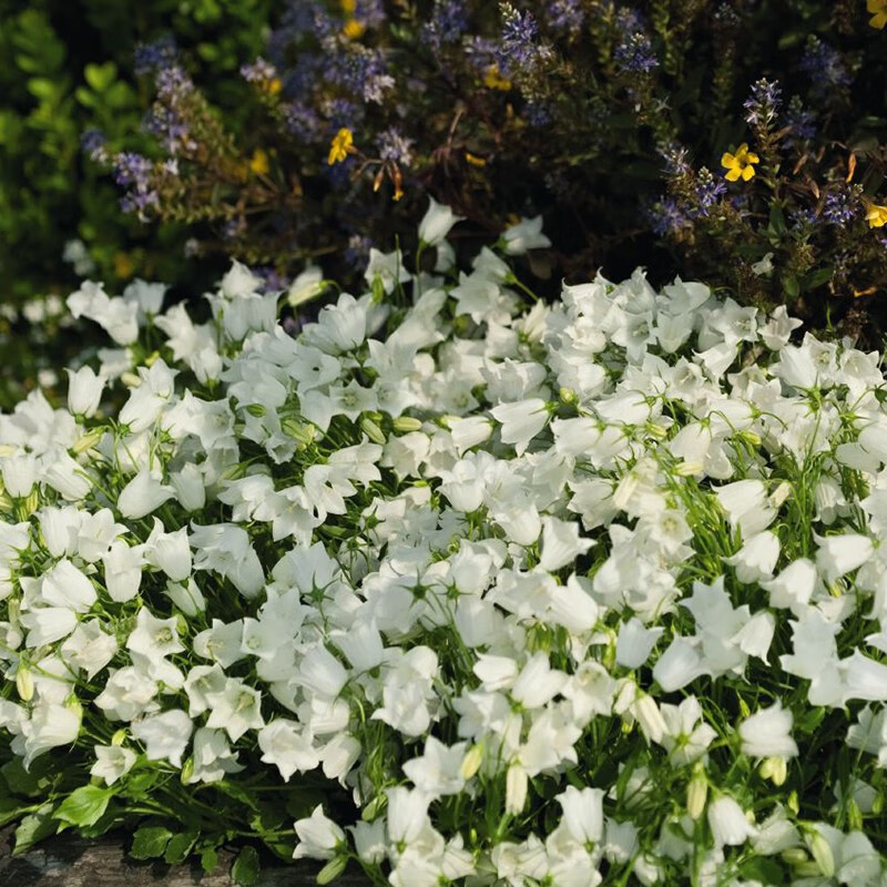 切花系列花园观赏花卉种子 风铃草  阿尔卑斯微风 白色