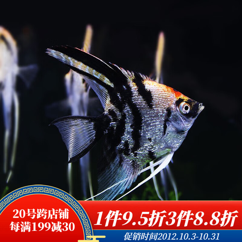 稀有动物的水族活体商品,最新价格走势和专业服务