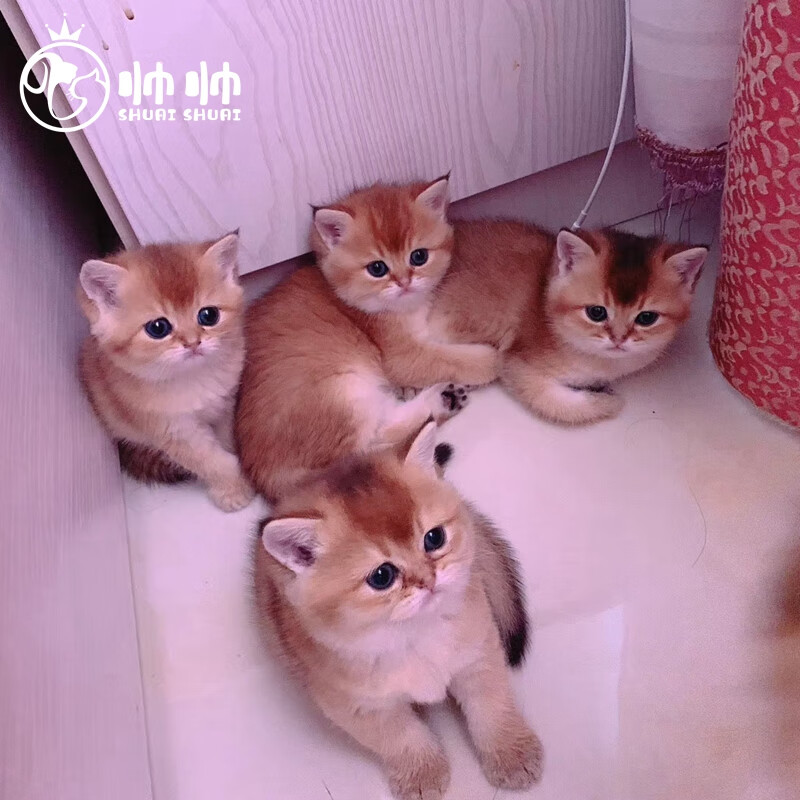 帅帅名宠北京猫舍 英短  纯种金渐层幼猫 精品短毛大包子脸蓝猫支持