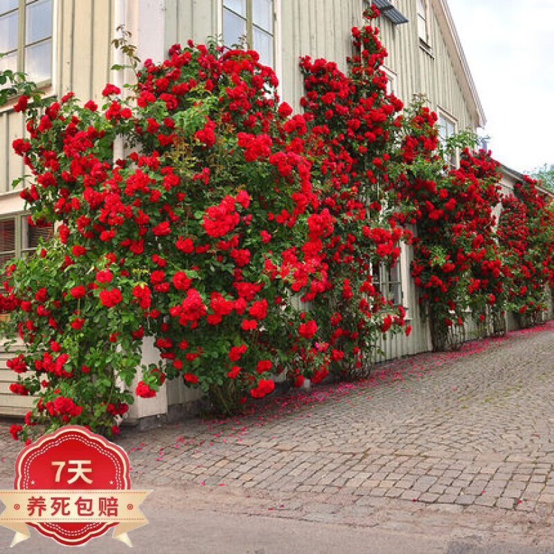 倾奢藤本月季花苗盆栽特大花苗庭院爬藤植物阳台蔷薇爬墙1.2-1.