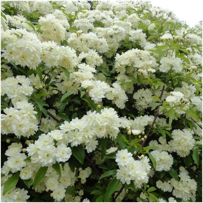 清韵伊人红木香花苗爬藤黄白木香植物盆栽地栽月季花树苗蔷薇花苗爬墙