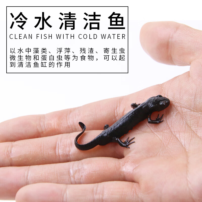 大脸兔小火龙鱼好养冷水观赏网红萌宠鱼缸清洁淡水宠物 小火龙 3条