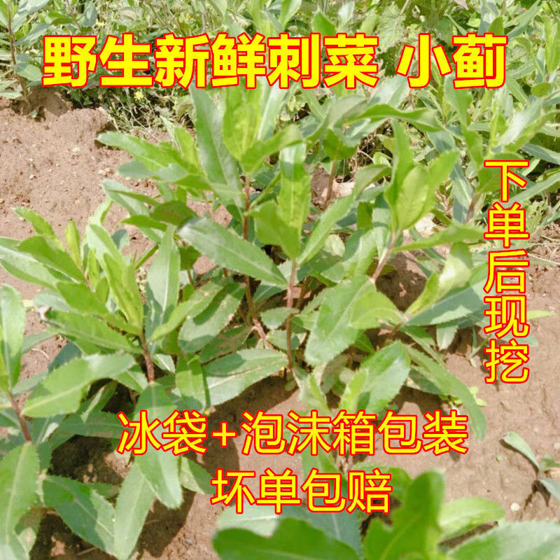 青木秧 野生新鲜刺儿菜野红花小蓟青刺七七菜青青草新鲜带根狗牙野菜