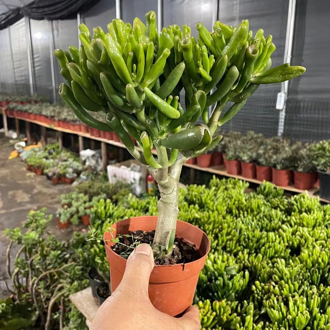 云南昆明基地直发 吸财树 招财猫 老桩多肉 招财 多肉脱土发货麦桑荷