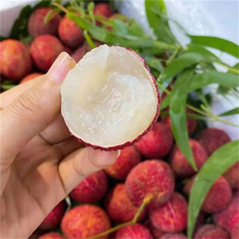 桃李村海南无籽无核荔枝新鲜超甜火山岩并蒂鸳鸯红 1斤