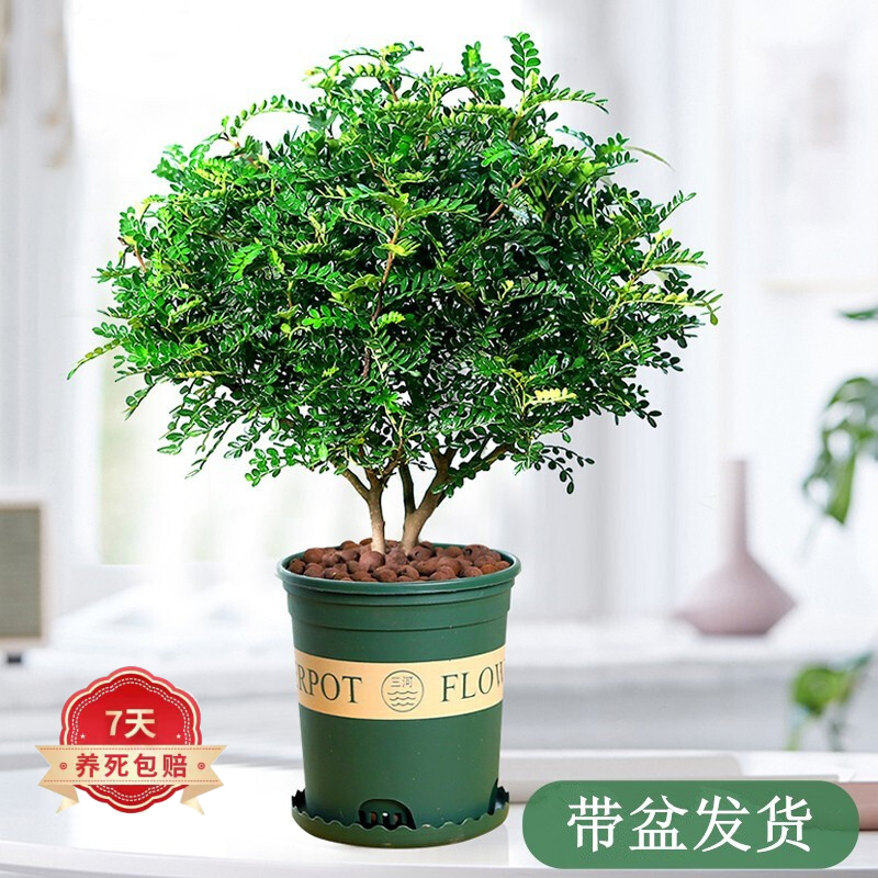 双十一查绿植盆栽历史价格|绿植盆栽价格历史