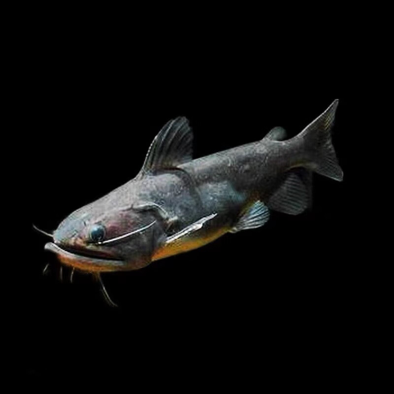 少羽南美大型鲶鱼麻花阔嘴鲸黑魔鲸巴西鲸水族箱凶猛鱼大嘴鲸活