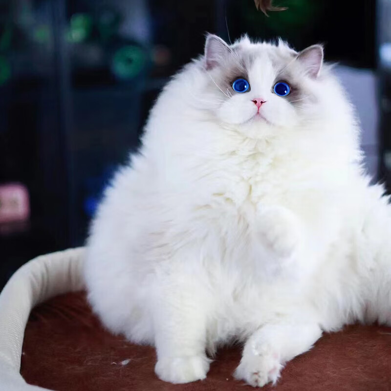 猫咪活体产品历史价格|猫咪活体价格走势