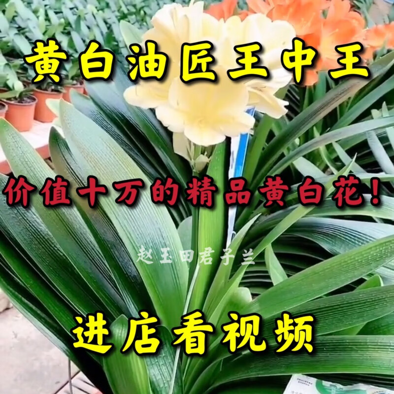 花姬文静花坊  东北长春级名贵精品君子兰短叶圆头麻脸油匠黄白花卉盆