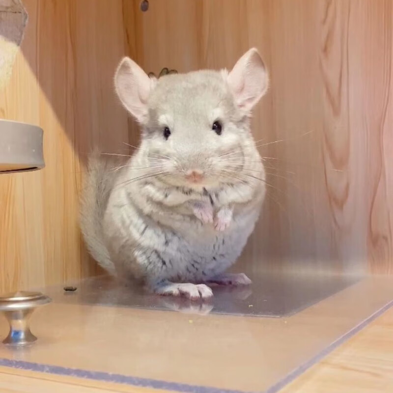 龙猫宠物家养活体幼崽打过疫标价定金视频挑选 【金色】联系客服选宠