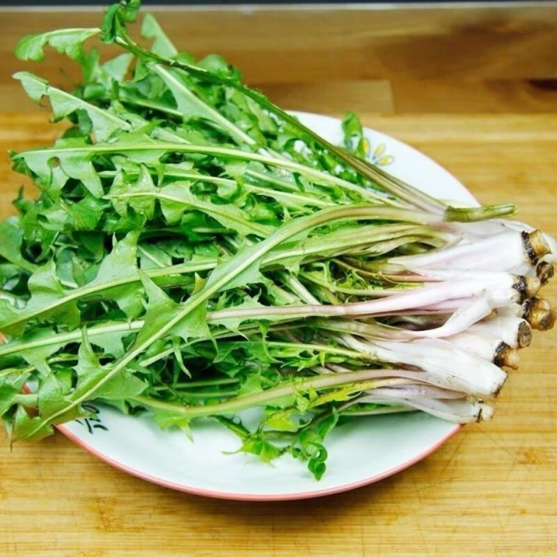 青木秧 现挖野菜新鲜野生蒲公英野菜婆婆丁整颗带根现挖速发 新鲜现挖
