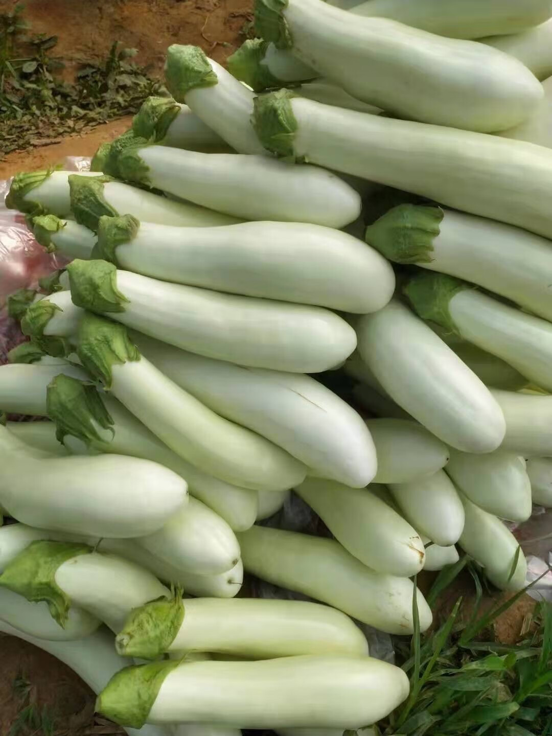 白茄子 相关京东优惠商品推荐升序排行榜 价格图片品牌优惠券 虎窝购