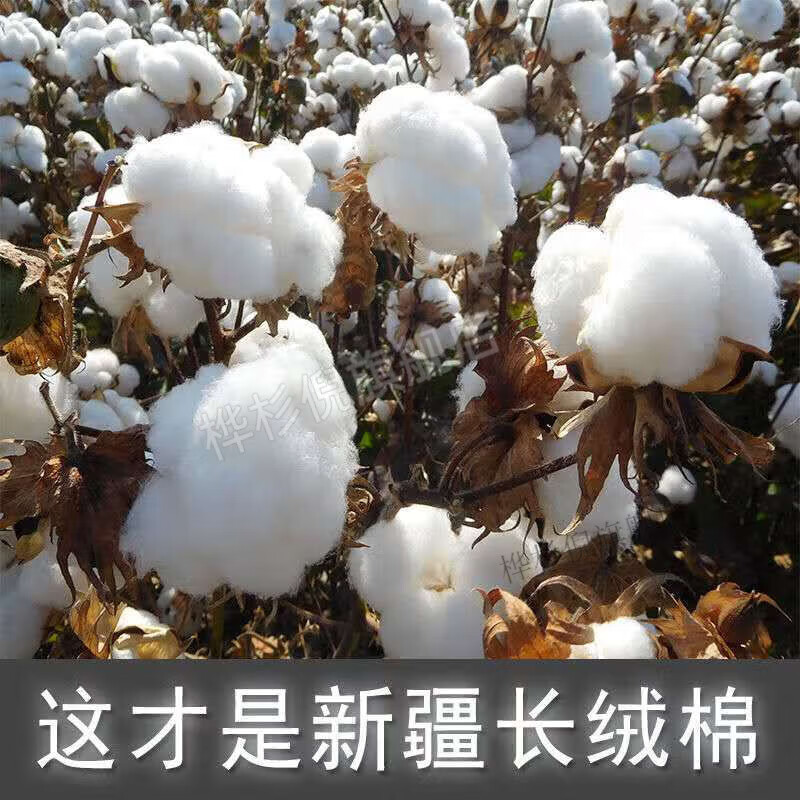 新疆棉花散装棉花 新疆花散装天然一级长绒棉皮棉精梳棉宝宝棉被棉絮
