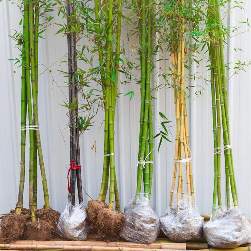 畅微竹子苗青竹庭院围墙观赏竹子植物耐寒耐旱金镶玉竹紫竹苗盆栽地栽